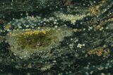 7.4" Orbicular Ocean Jasper Slab - Madagascar - #129826-1